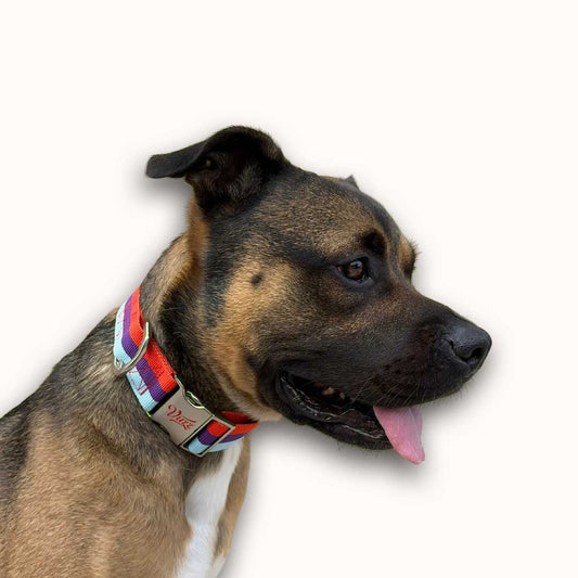 OG Motorsport Collar