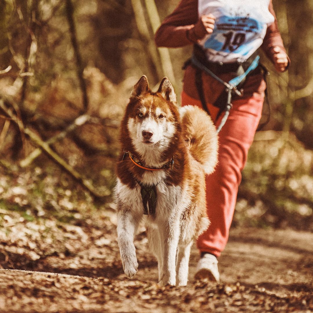🏃+🐕= A race dog of another kind