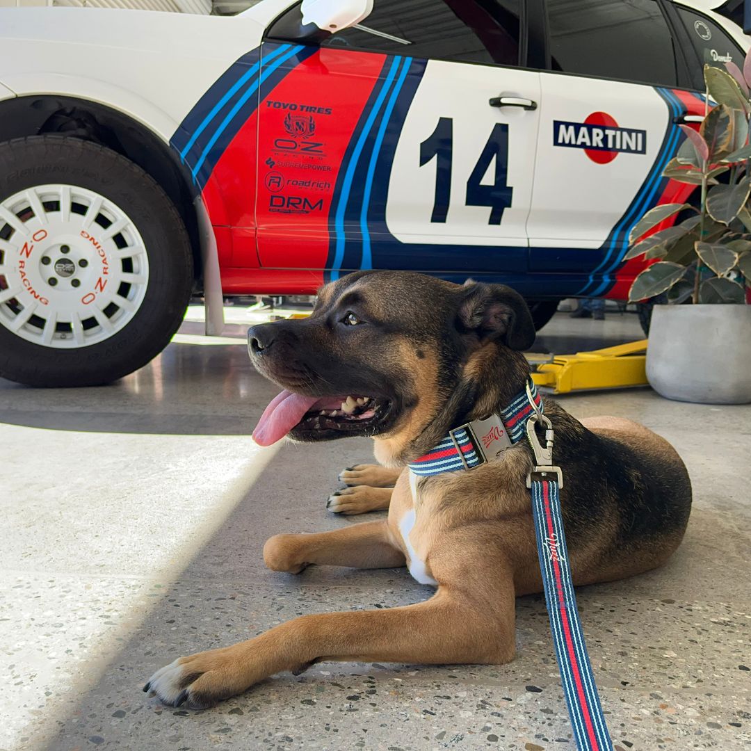 Livery Love - A Brief History of Iconic Racing Colors – vuzz.co