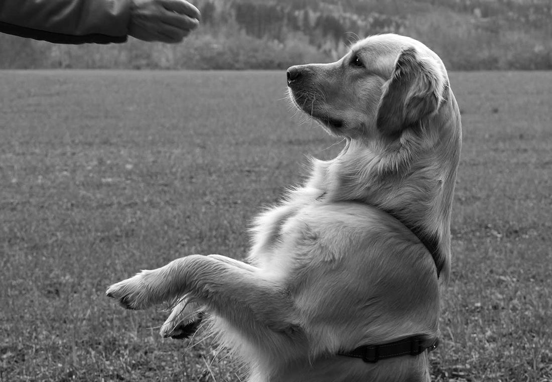 Top 5 Tips for a Well Behaved Pup
