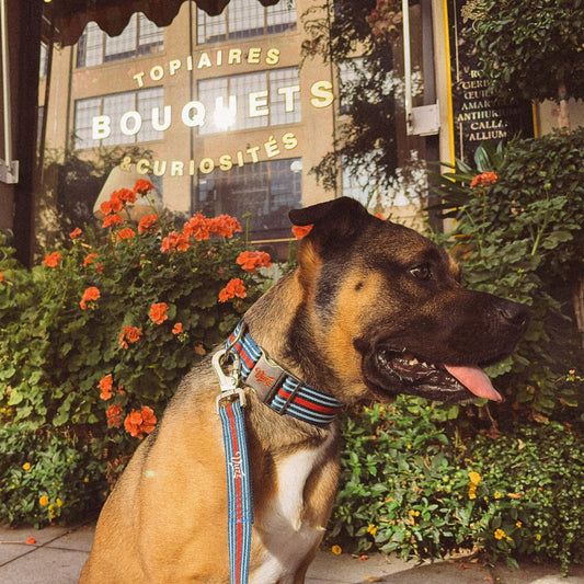 Delta Collar + Leash Set