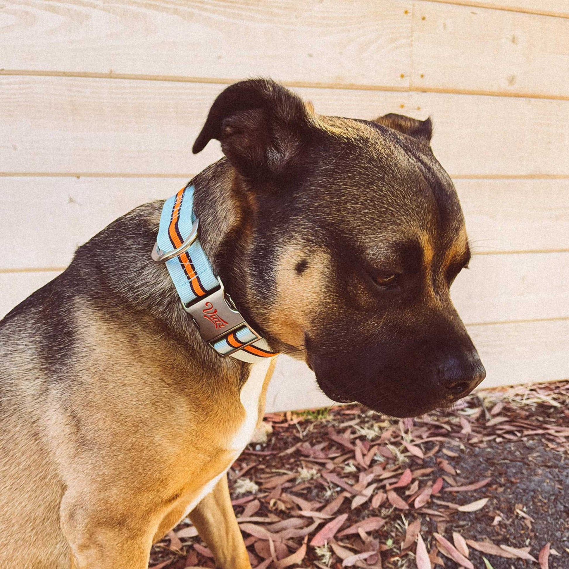 Quintessential Collar - GT - vuzz.co
