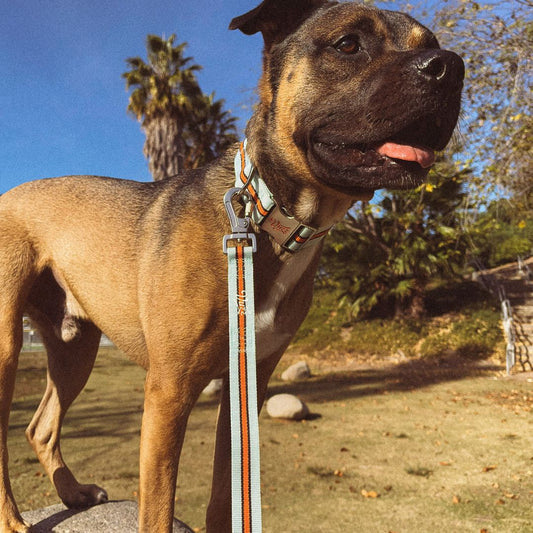GT Collar + Leash Set
