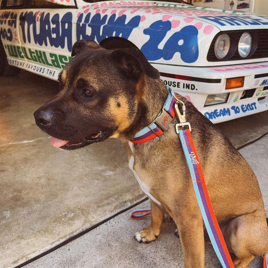 OG Motorsport Collar + Leash Set